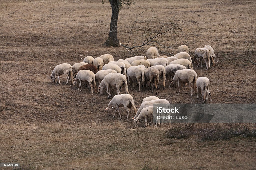 Sheeps Grazing "Sheeps Grazing. Portugal, in a little vilage called Freixedelo, (23 Km from the city of Bragan&#231;a ) in the north rural region of Portugal, called Tras-os-montes." Agricultural Field Stock Photo