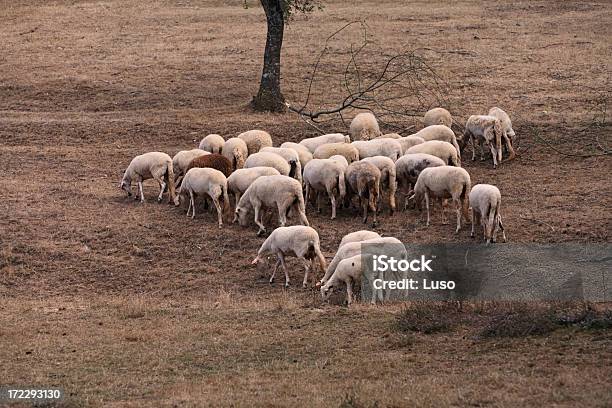 Sheeps Grazing Stock Photo - Download Image Now - Agricultural Field, Animal, Bragança District