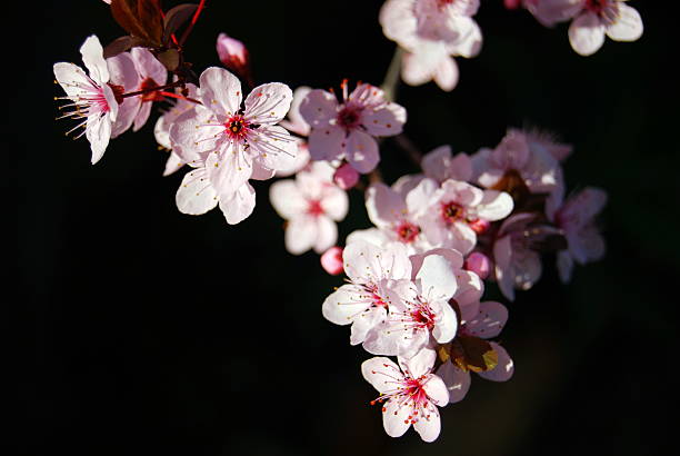 Cherry Blossom isolated against black background stock photo