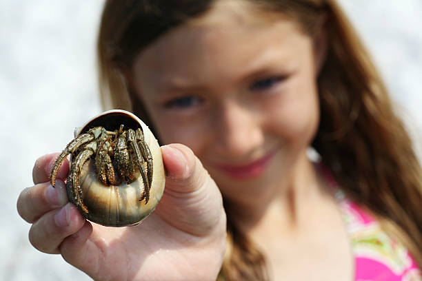 hey père. regarde ce que j'ai trouvé&nbsp;? - hermit crab pets animal leg shell photos et images de collection