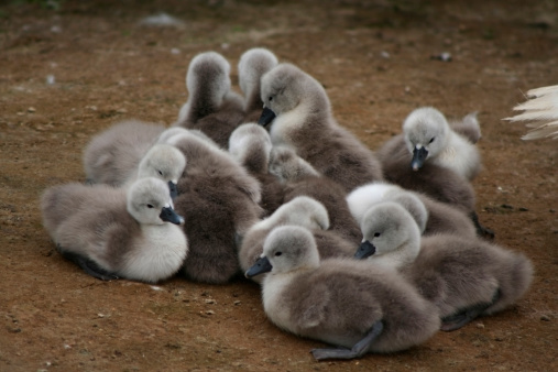 A group of young signets huddle together