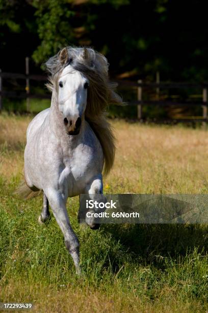 Macareno Ix - Fotografias de stock e mais imagens de Andaluzia - Andaluzia, Animal, Atividade