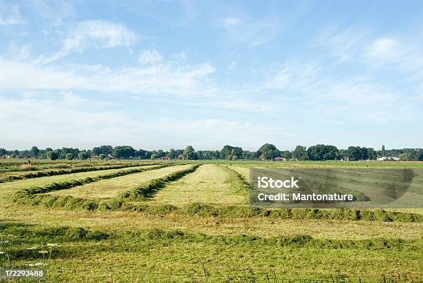 フィールドに干し草ナイスブルースカイ - Horizonのストックフォトや画像を多数ご用意 - Horizon, オランダ, ススト