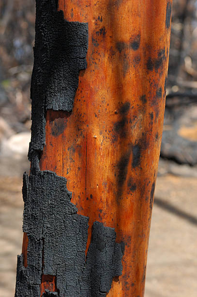 ブラント木の幹 - brunt ストックフォトと画像