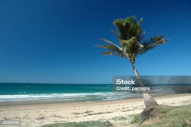 Spokojnej Plaży Scena Z Palm Tree - zdjęcia stockowe i więcej obrazów Australia - Australia, Bez ludzi, Cisza