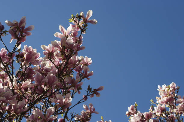 istock Pink and blue magnolia with sky 172293854