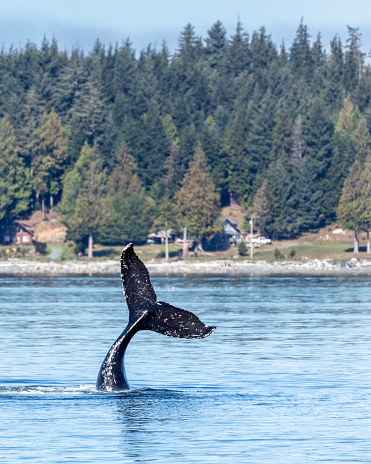 A Humpback Whale; Megaptera novaeangliae, lifts its tail high into the air as a prelude to slapping it into the water  with force, a typical Humpback behaviour which has several unconfirmed interpretations.