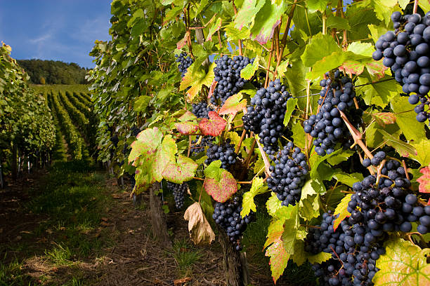 pinot gris uvas - kelowna chardonnay grape vineyard grape imagens e fotografias de stock