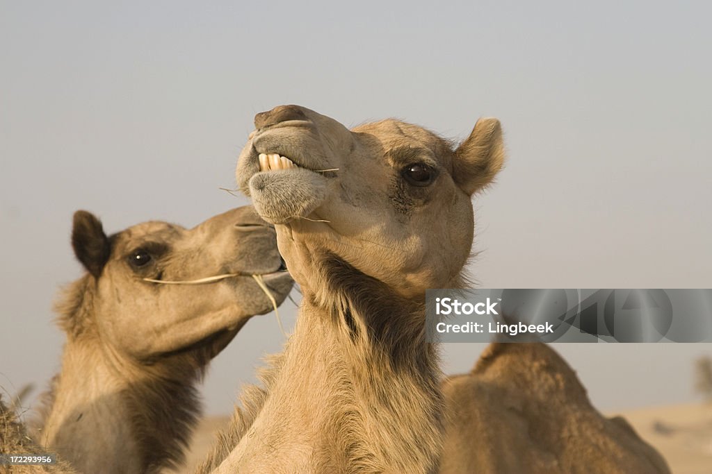 Camelos no deserto (UAE - Foto de stock de Alimentar royalty-free