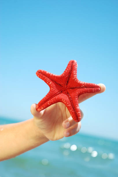 stella di mare rossa. - pentagonaster starfish foto e immagini stock