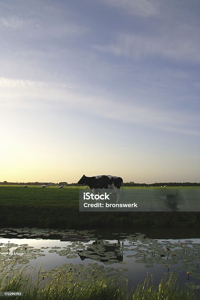 Friesische Kuh bei Sonnenuntergang - Lizenzfrei Agrarbetrieb Stock-Foto