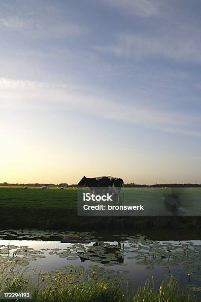 Friesische Kuh Bei Sonnenuntergang Stockfoto und mehr Bilder von Agrarbetrieb - Agrarbetrieb, Blau, Fotografie
