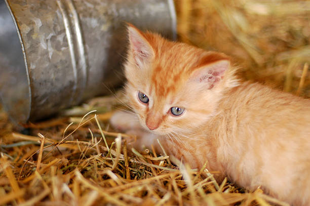 istock Golden cat in hay with bucket 172294209