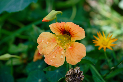 Tropaeolum majus light orange flower of a garden nasturtium with water drops after a rain shower