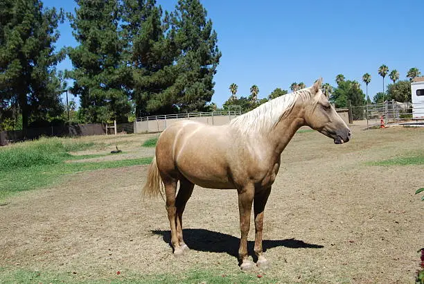 Quarterhorse seems to pose for picture while standing in his pasture.Please review other pictures from my portfolio: