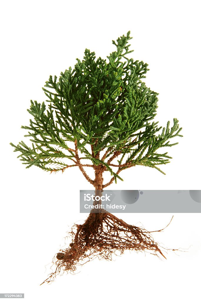 나무 및 Roots - 로열티 프리 심기 스톡 사진