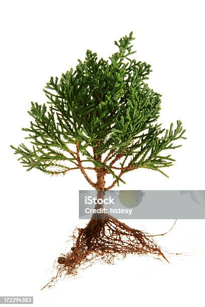 나무 및 Roots 심기에 대한 스톡 사진 및 기타 이미지 - 심기, 식물, 개발