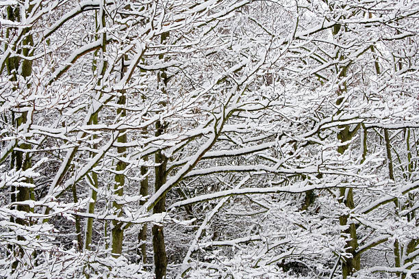 ユキコの森林の冬景色 ストックフォト