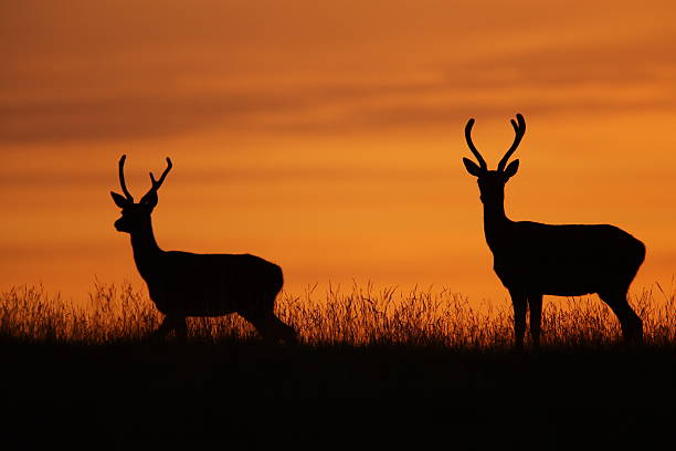 Two illustrated stags with large antlers stock photo