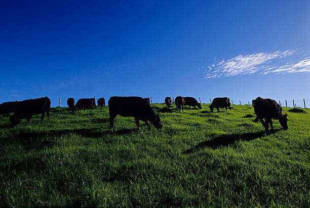 Black Cows In Green Field Cows grazing in green pasture. bull aberdeen angus cattle black cattle stock pictures, royalty-free photos & images