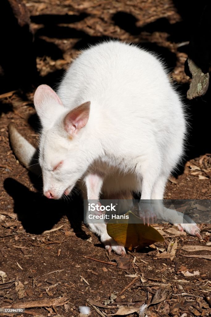 White Neuguineisches Buschkänguru - Lizenzfrei Australien Stock-Foto