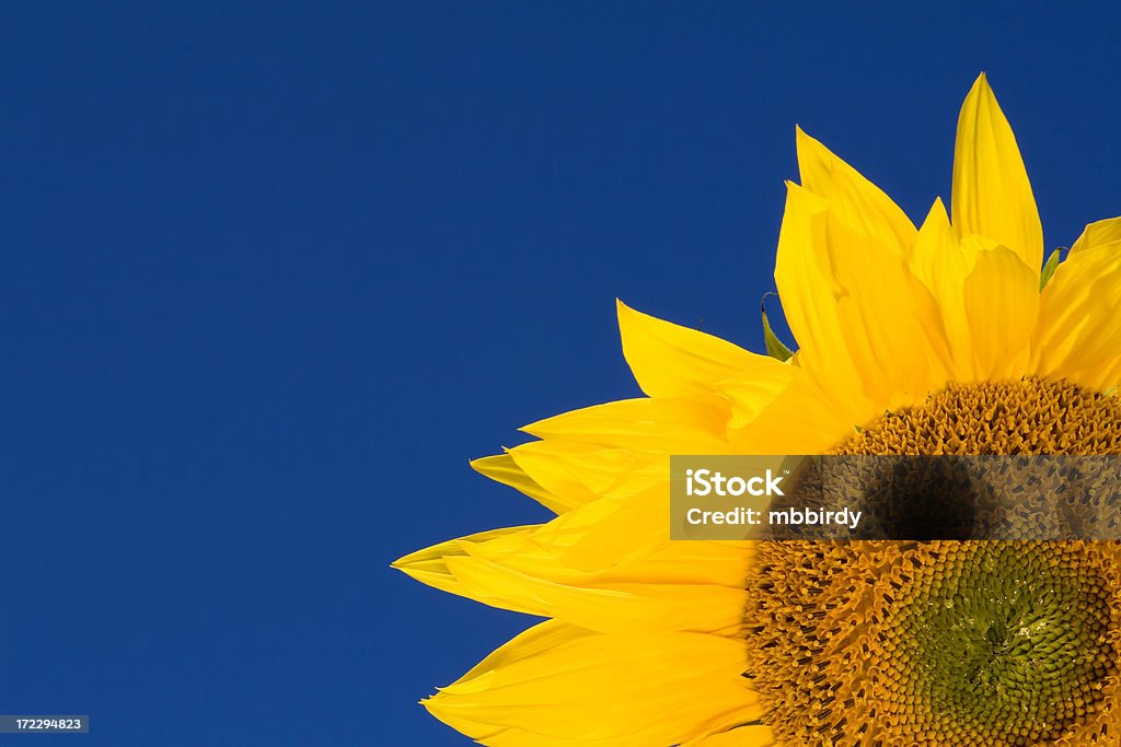 Beautiful sunflower against blue sky Beautiful yellow sunflower in the sun against blue sky. Agricultural Field Stock Photo