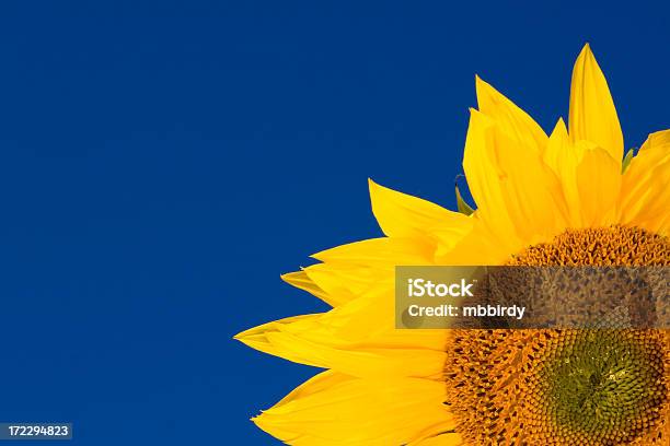 Beautiful Sunflower Against Blue Sky Stock Photo - Download Image Now - Agricultural Field, Agriculture, Beauty