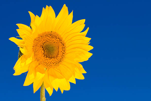 Yellow sunflower on a blue background is a close-up. Flourishing agriculture. Beautiful background or Wallpaper.