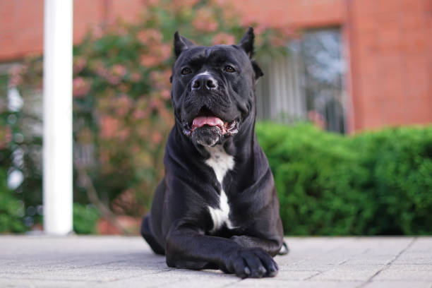 istock Adorable black Cane Corso dog with cropped ears posing outdoors lying down on a tiled floor in a city park in summer 1722948663