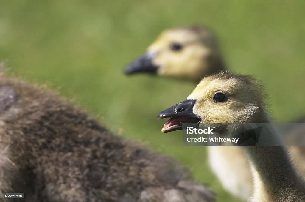 Goslings último en un pato! - Foto de stock de Aire libre libre de derechos