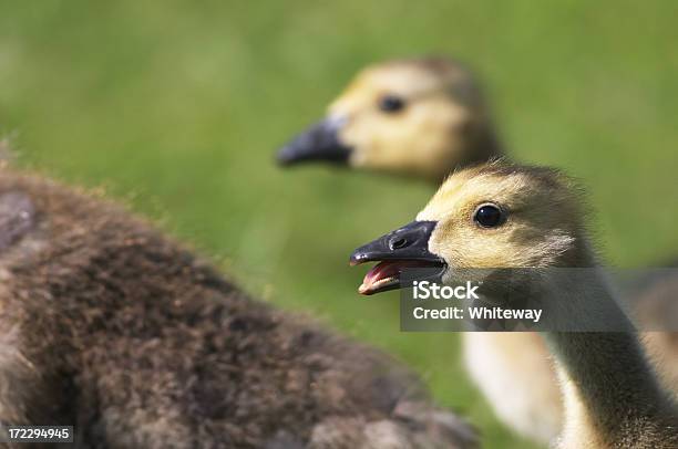 Foto de Goslings Último Em Um Pato e mais fotos de stock de Animal - Animal, Ave Aquática, Desfocado - Foco