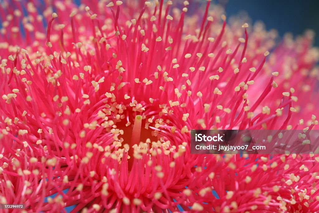 Розовый Пушистый eucalyptus �цветок - Стоковые фото Без людей роялти-фри