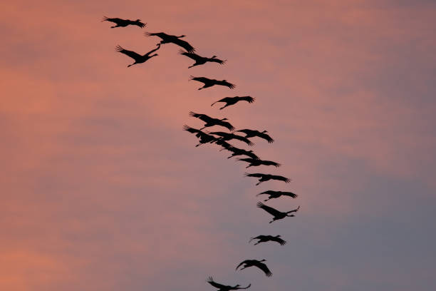 istock migration of the cranes 172295007