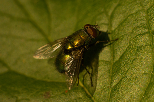 Macro photo of Lucilia caesar fly that sits on green leaf