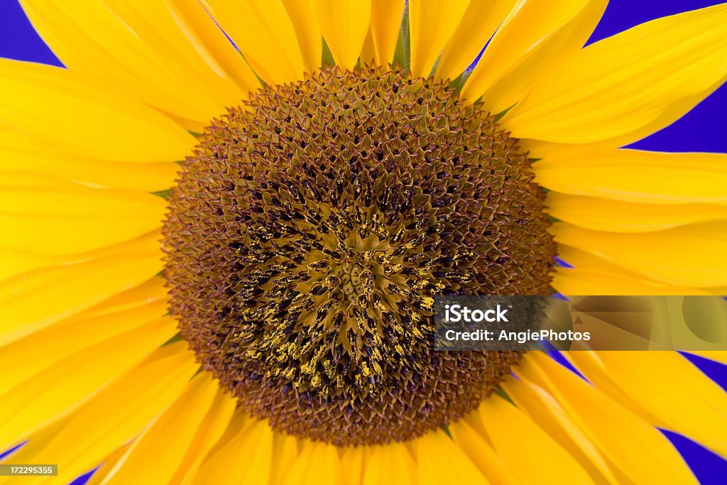 Centro di girasoli - Foto stock royalty-free di Accudire