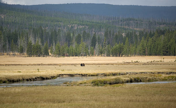 Lone bison-on the prairie – Foto