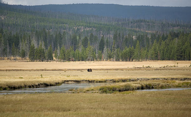 Lone bisonte en la pradera - foto de stock