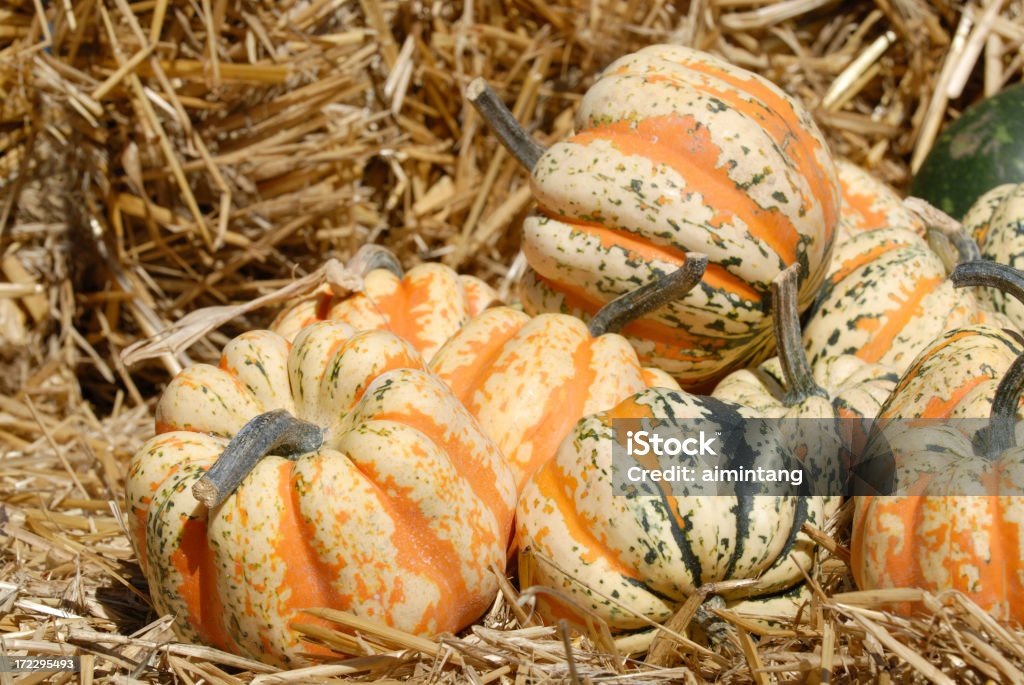 Winter Squash - Lizenzfrei Flaschenkürbis Stock-Foto