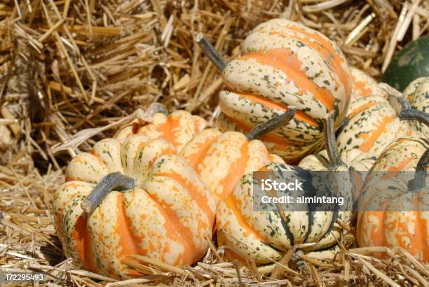 Winter Squash Stockfoto und mehr Bilder von Flaschenkürbis - Flaschenkürbis, Fotografie, Gartenkürbis