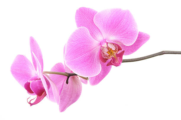 istock An isolated image of pink orchid blossoms 172295511