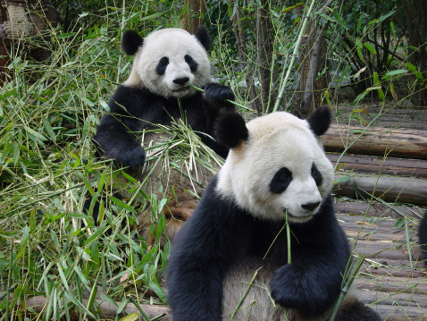 Giant pandas chewing their bamboo.Other images;