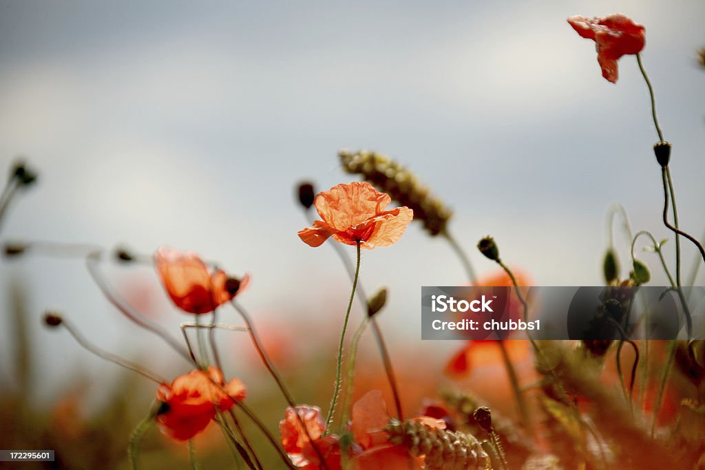 wild poppies - Foto stock royalty-free di Campo