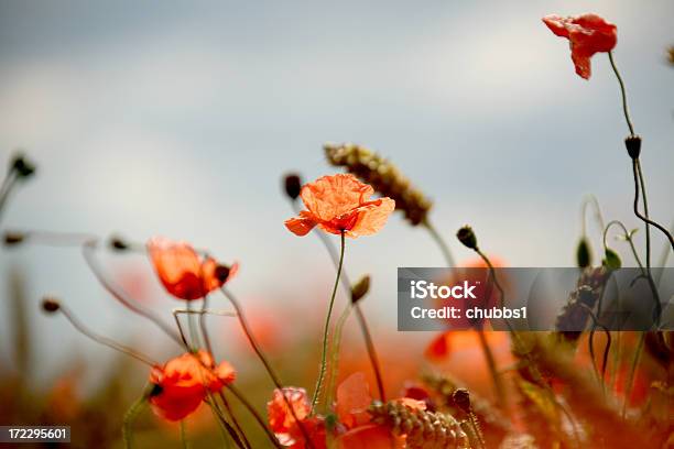 Wild Poppies - Fotografie stock e altre immagini di Campo - Campo, Papavero - Pianta, Accendere (col fuoco)