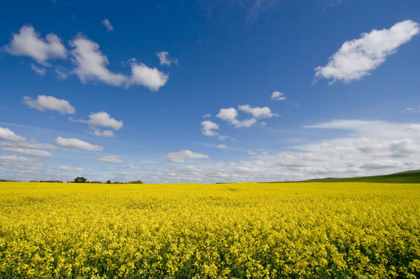 rapsfeld pflanzensamen field - australian culture scenics australia panoramic stock-fotos und bilder