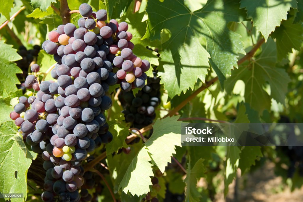 Wine grape "A wine grape, used for italian San Giovese." African Violet Stock Photo