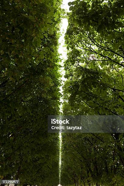 Grüne Markise Stockfoto und mehr Bilder von Abschied - Abschied, Ast - Pflanzenbestandteil, Baum