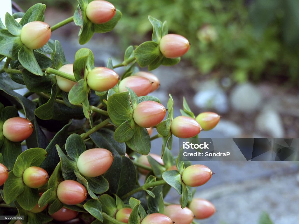 Hypericum frutas vermelhas - Foto de stock de Baga - Fruta royalty-free