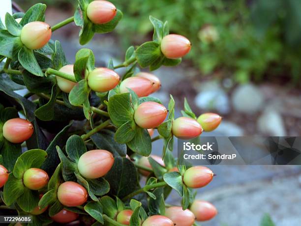 Foto de Hypericum Frutas Vermelhas e mais fotos de stock de Baga - Fruta - Baga - Fruta, Baga - Parte de planta, Beleza