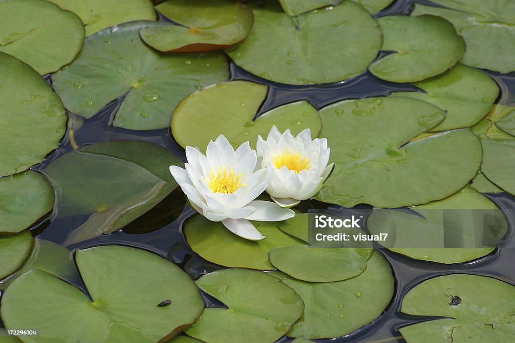 Fleur de lotus - Photo de Au bord de libre de droits