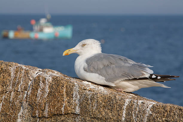 istock Gull and Fishing Boat 172296149